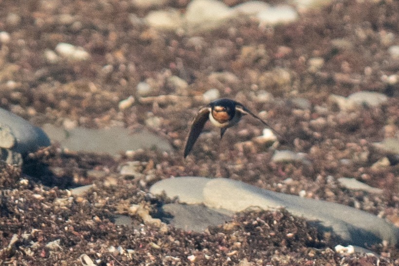 Barn Swallow - ML645740381
