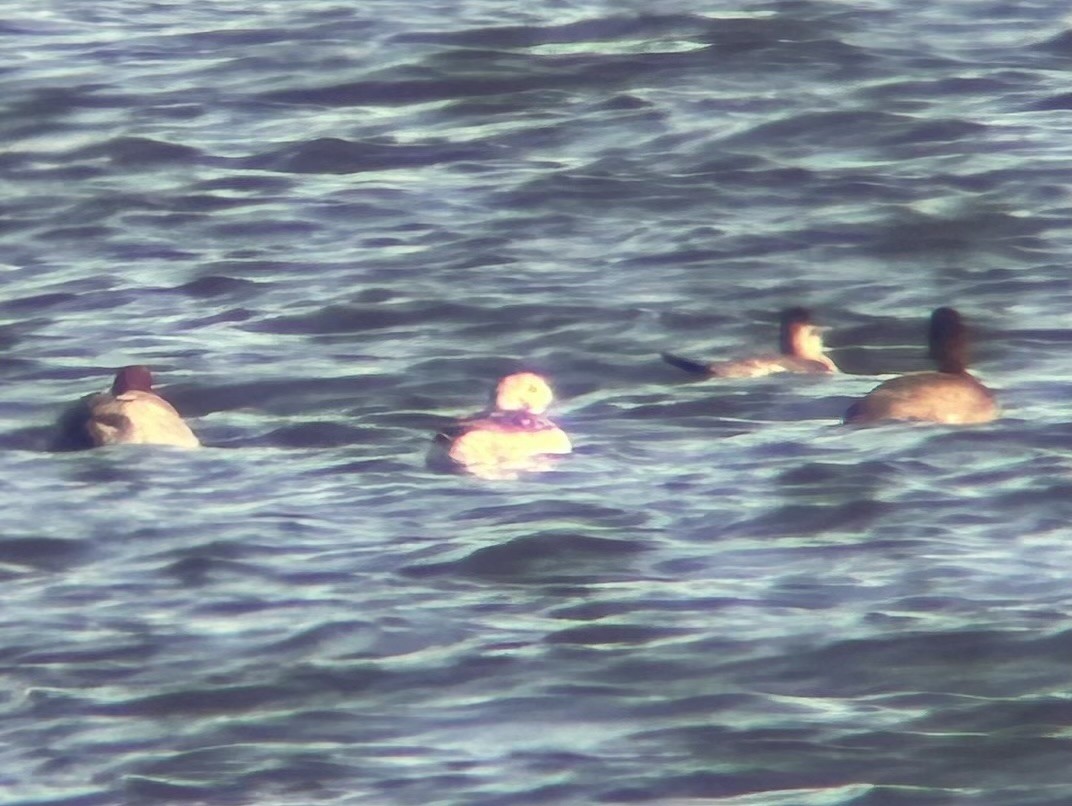 Long-tailed Duck - ML645740384