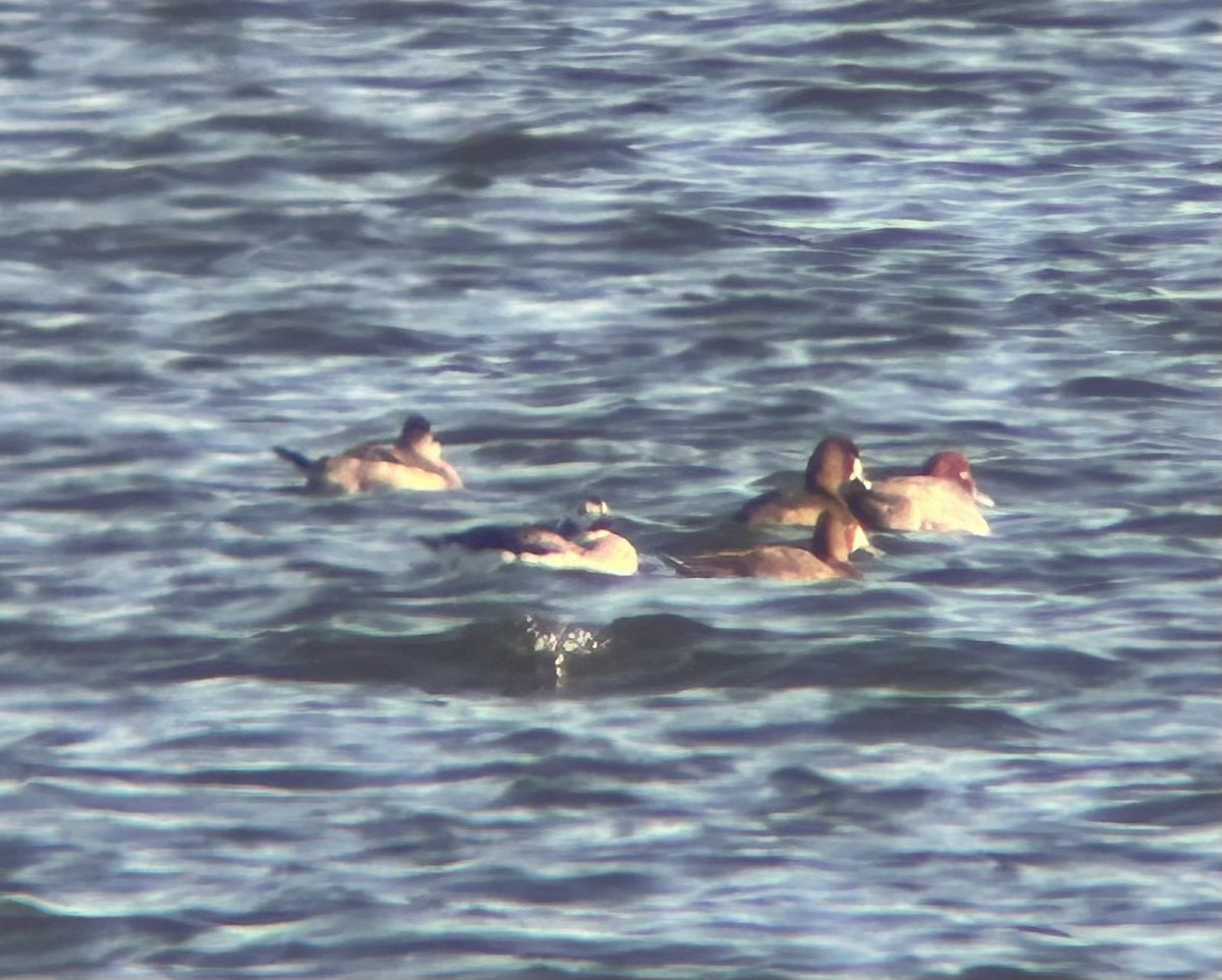 Long-tailed Duck - ML645740385