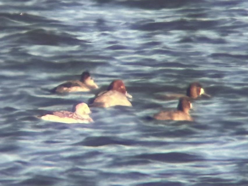 Long-tailed Duck - ML645740386
