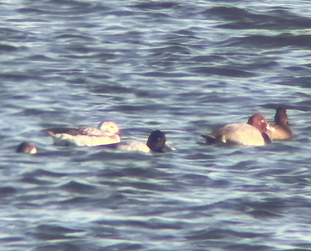 Long-tailed Duck - ML645740387