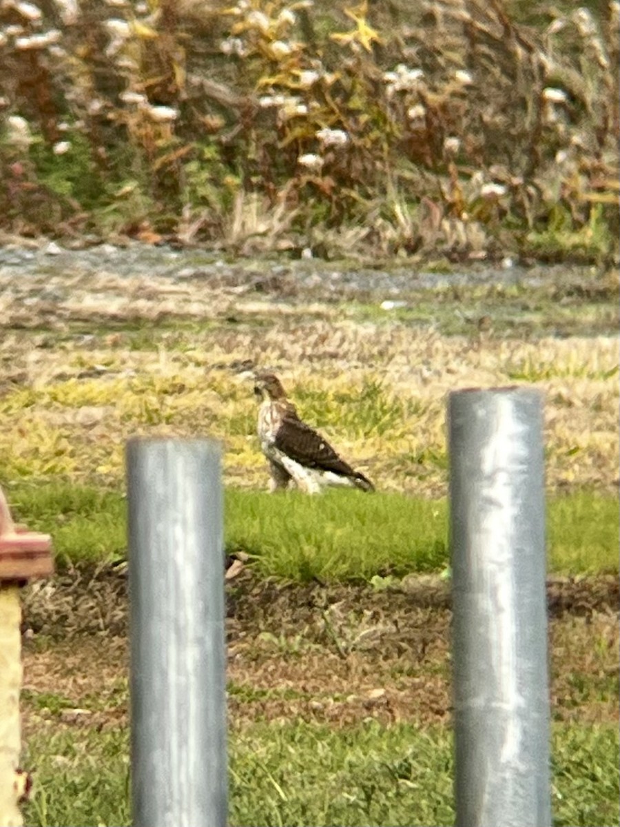 Cooper's Hawk - ML645740391