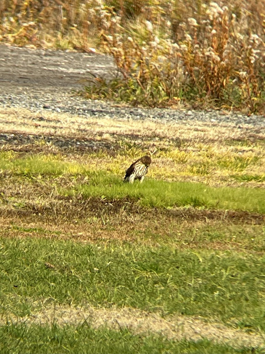 Cooper's Hawk - ML645740392