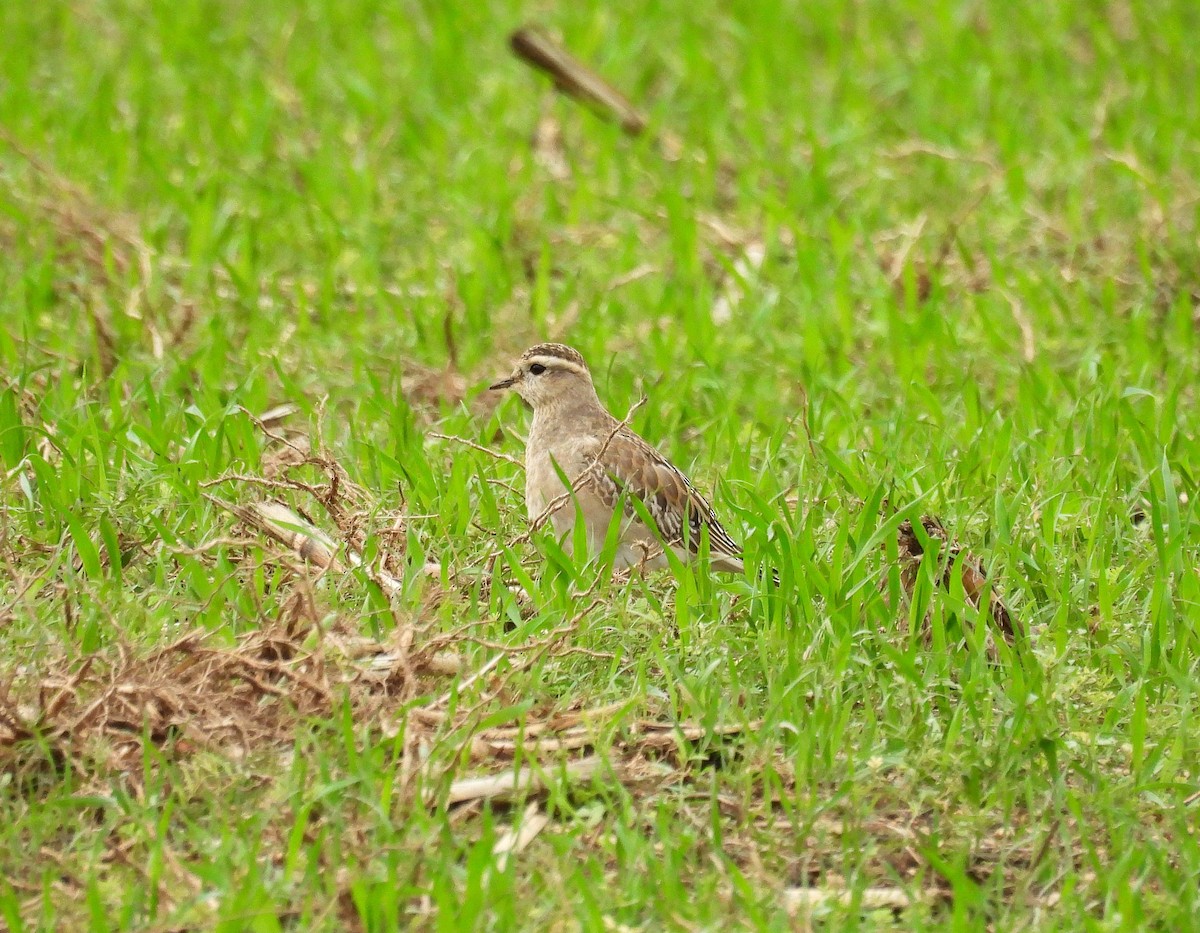 Eurasian Dotterel - ML645740394