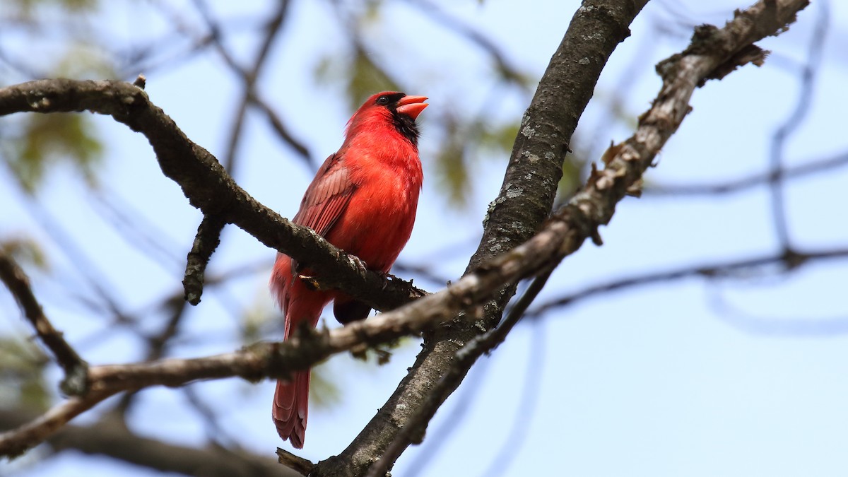 Northern Cardinal - ML645740403