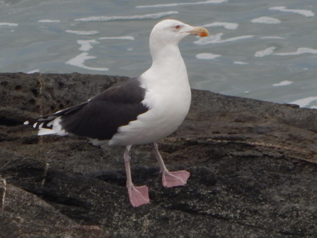 Great Black-backed Gull - ML645740420