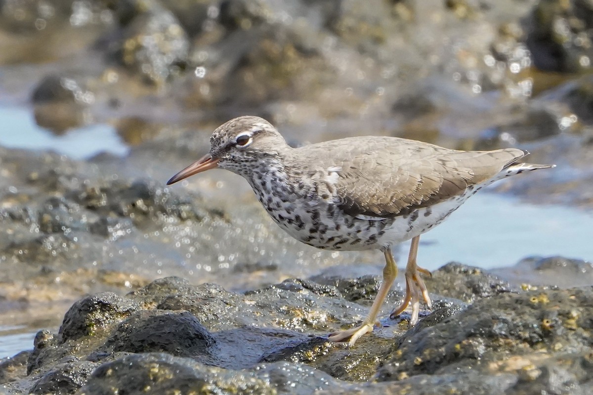 Spotted Sandpiper - ML645740421