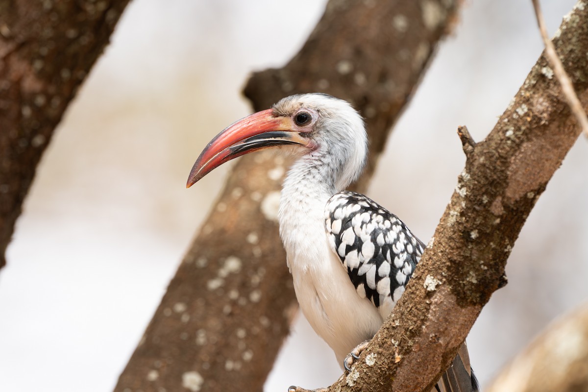 Northern Red-billed Hornbill - ML645740437