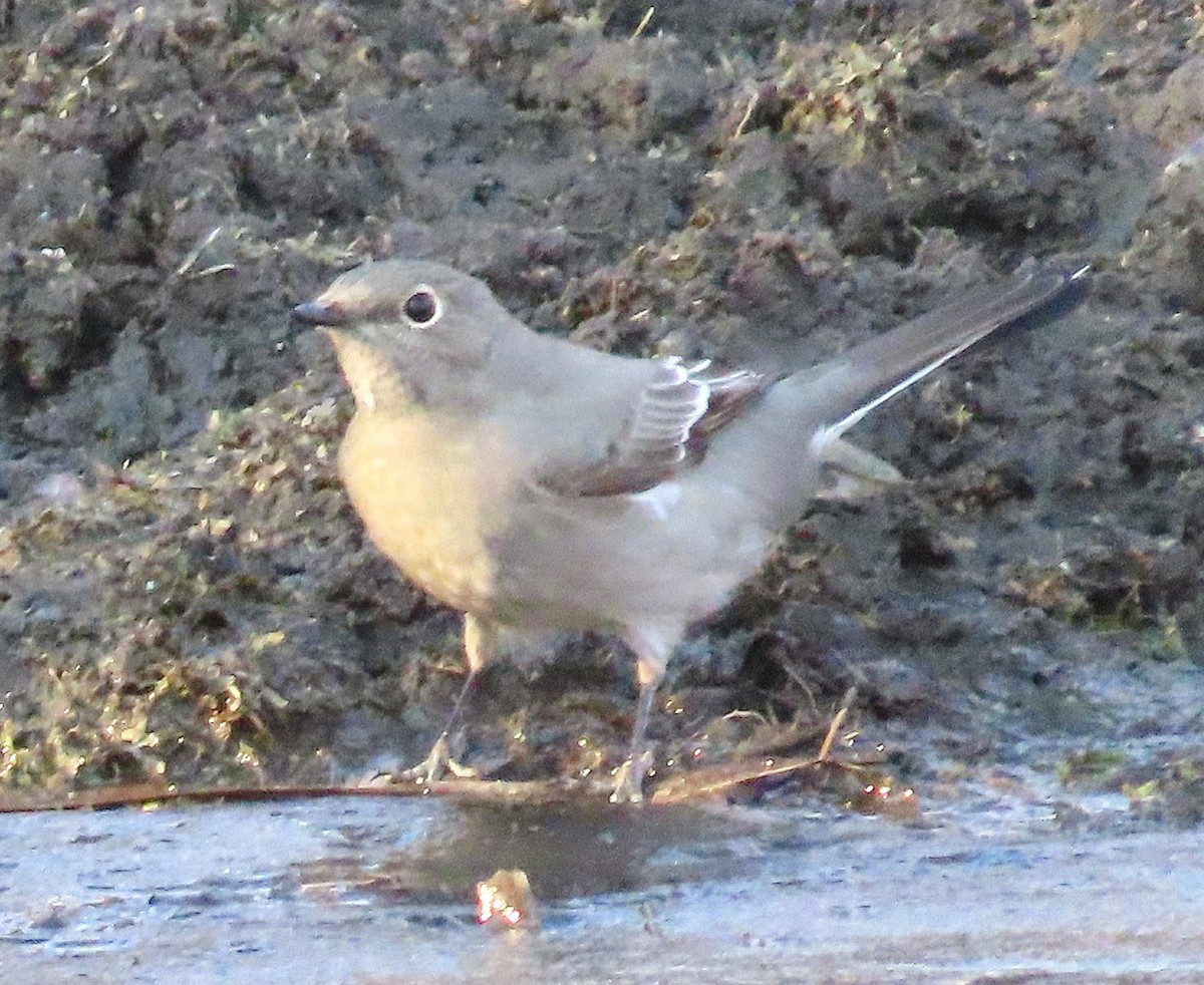 Townsend's Solitaire - ML645740439