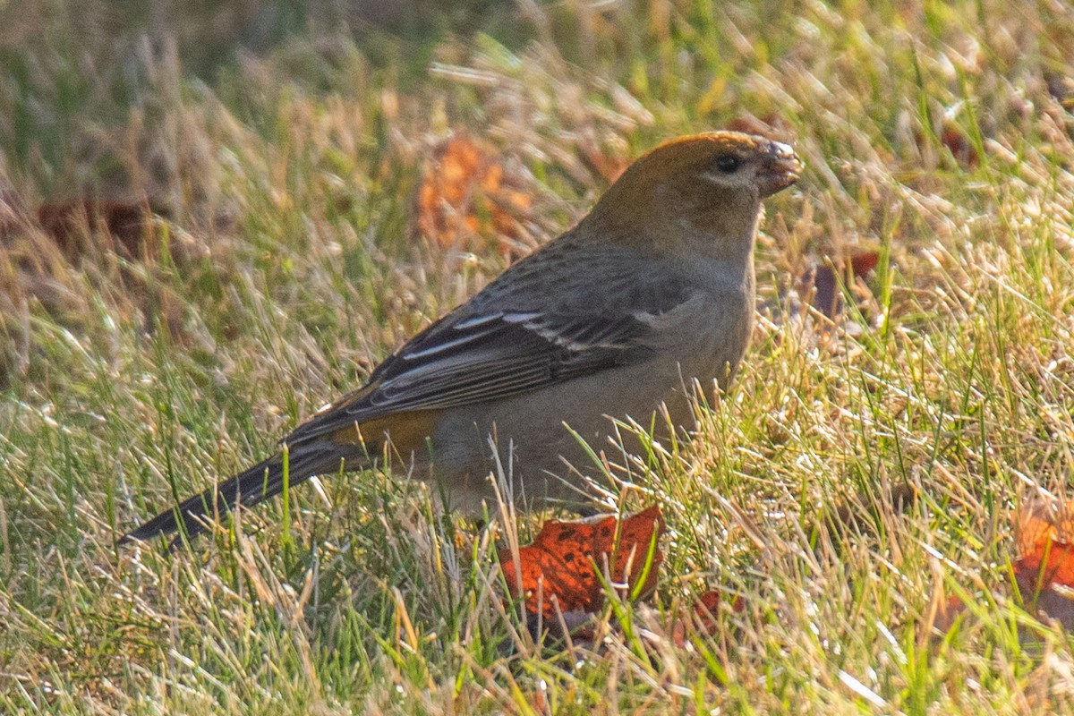 Tayga Çütresi - ML645740457