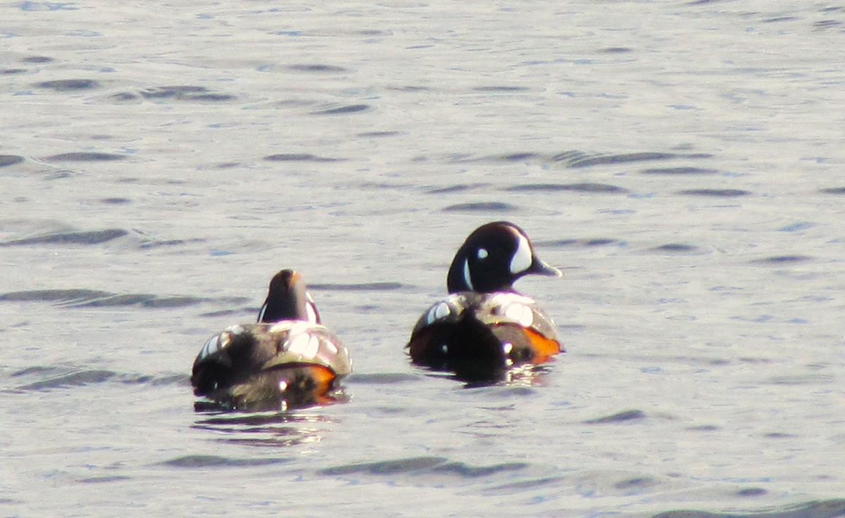 Harlequin Duck - ML645740463