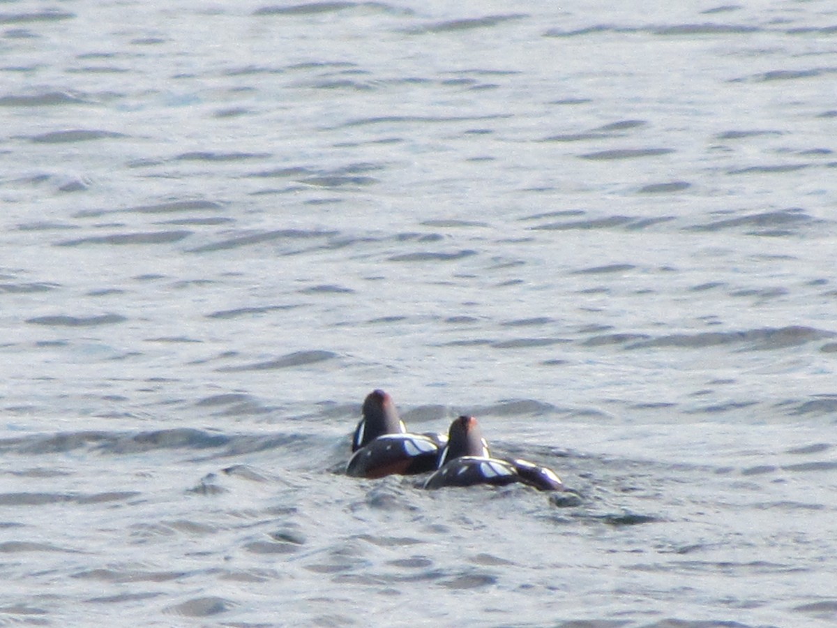 Harlequin Duck - ML645740464