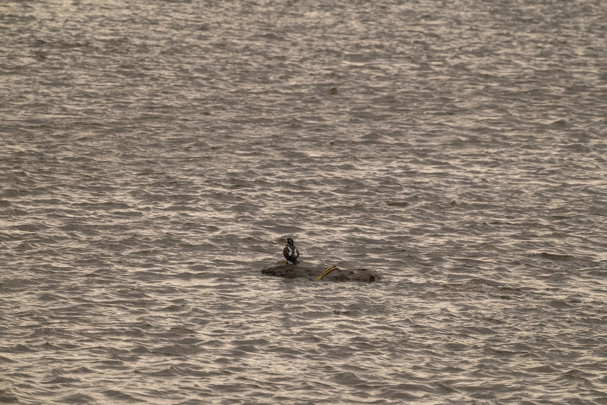 Harlequin Duck - ML645740467
