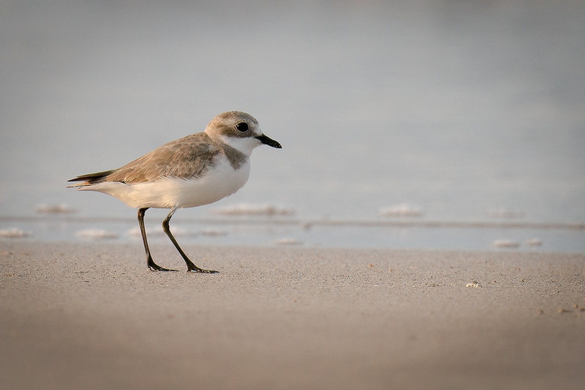 Tibet Cılıbıtı - ML645740468