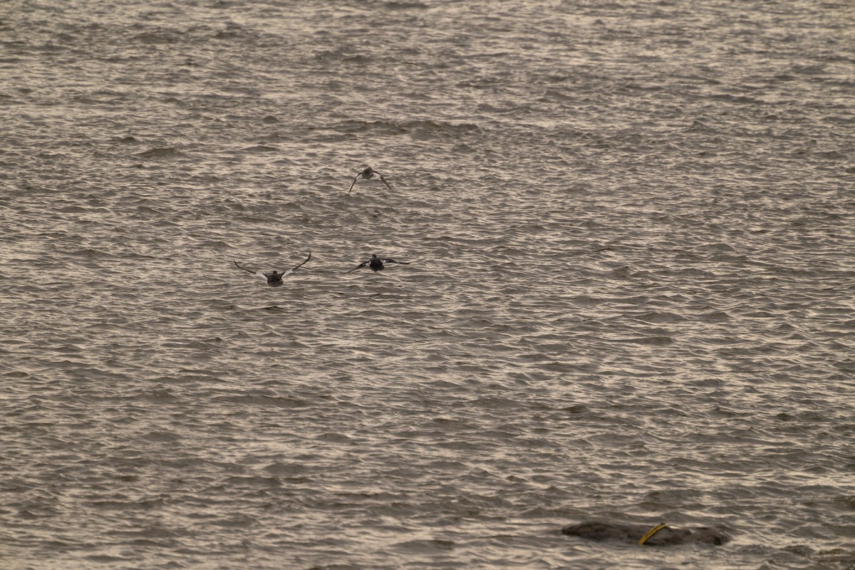 Harlequin Duck - ML645740477