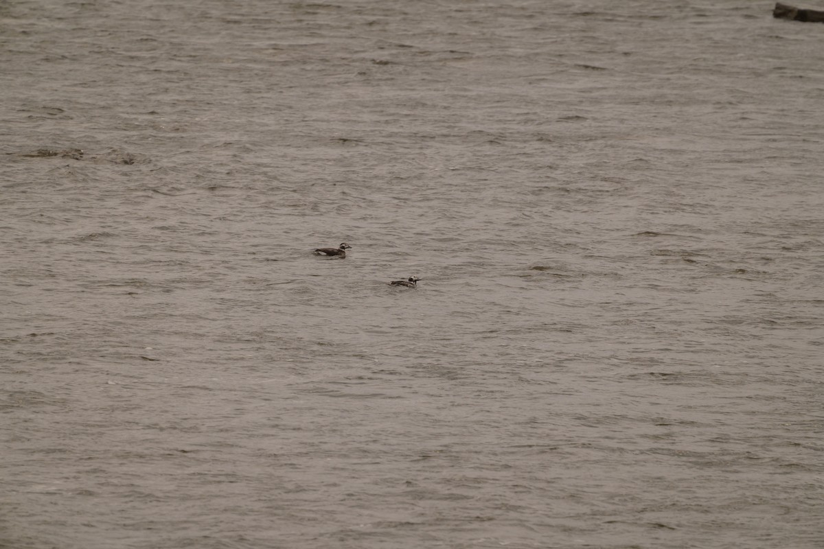 Long-tailed Duck - ML645740482