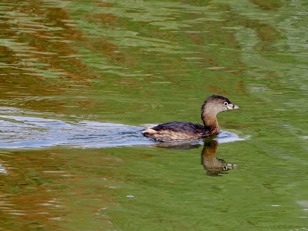 Pied-billed Grebe - ML645740483