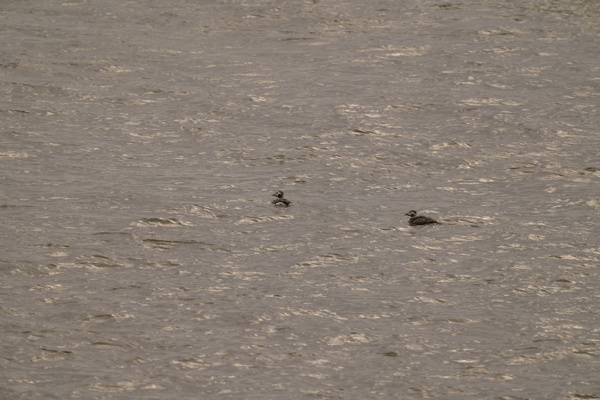 Long-tailed Duck - ML645740492