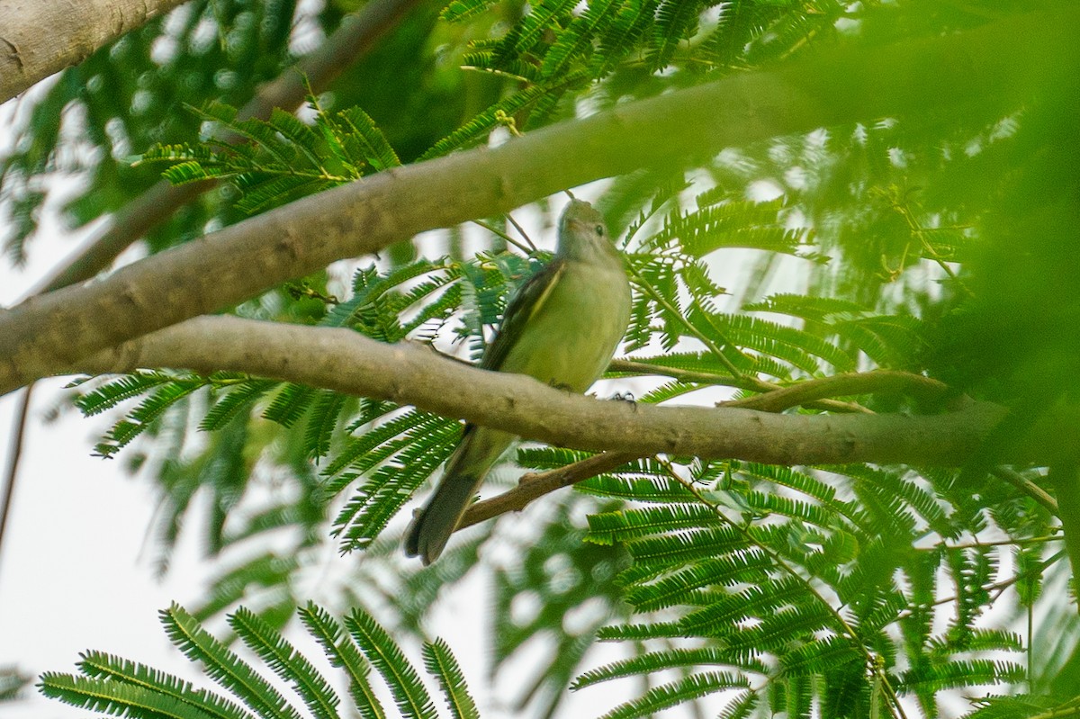 Желтобрюхая эления - ML645740498