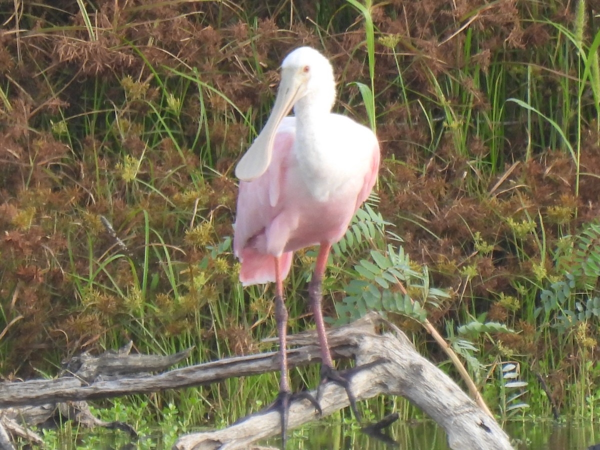 Roseate Spoonbill - ML645740501