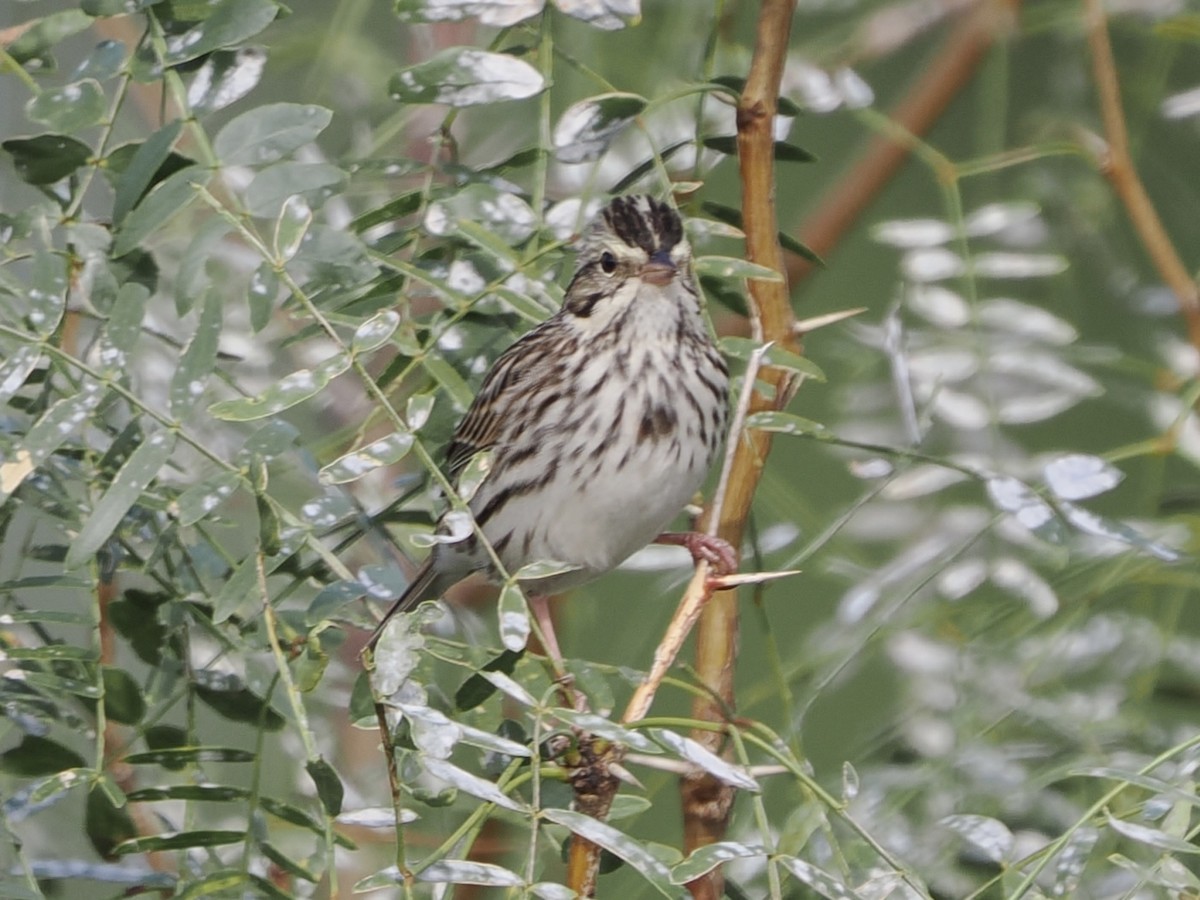 Savannah Sparrow - ML645740504