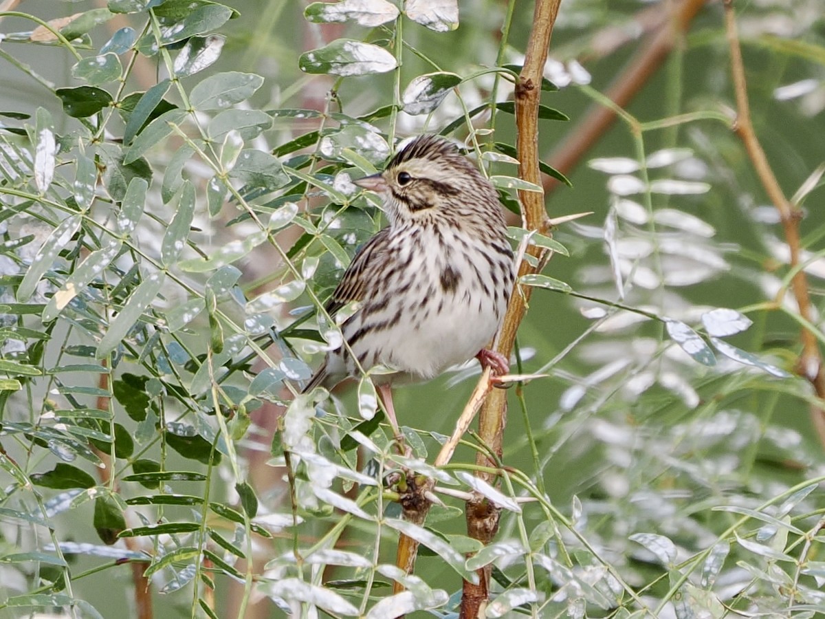Savannah Sparrow - ML645740505