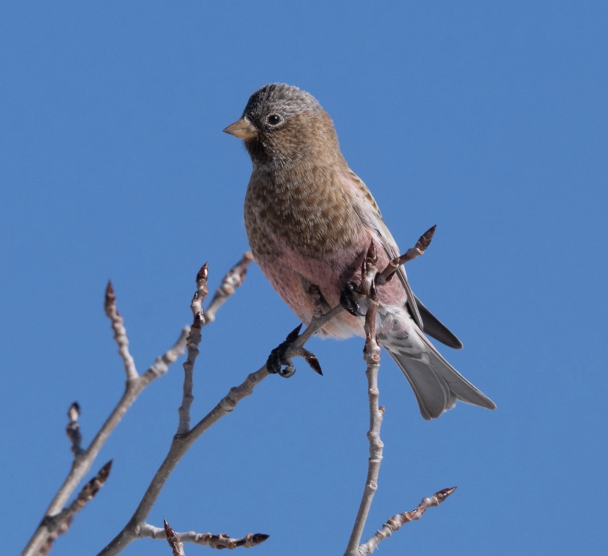 pěnkavice coloradská - ML645740510