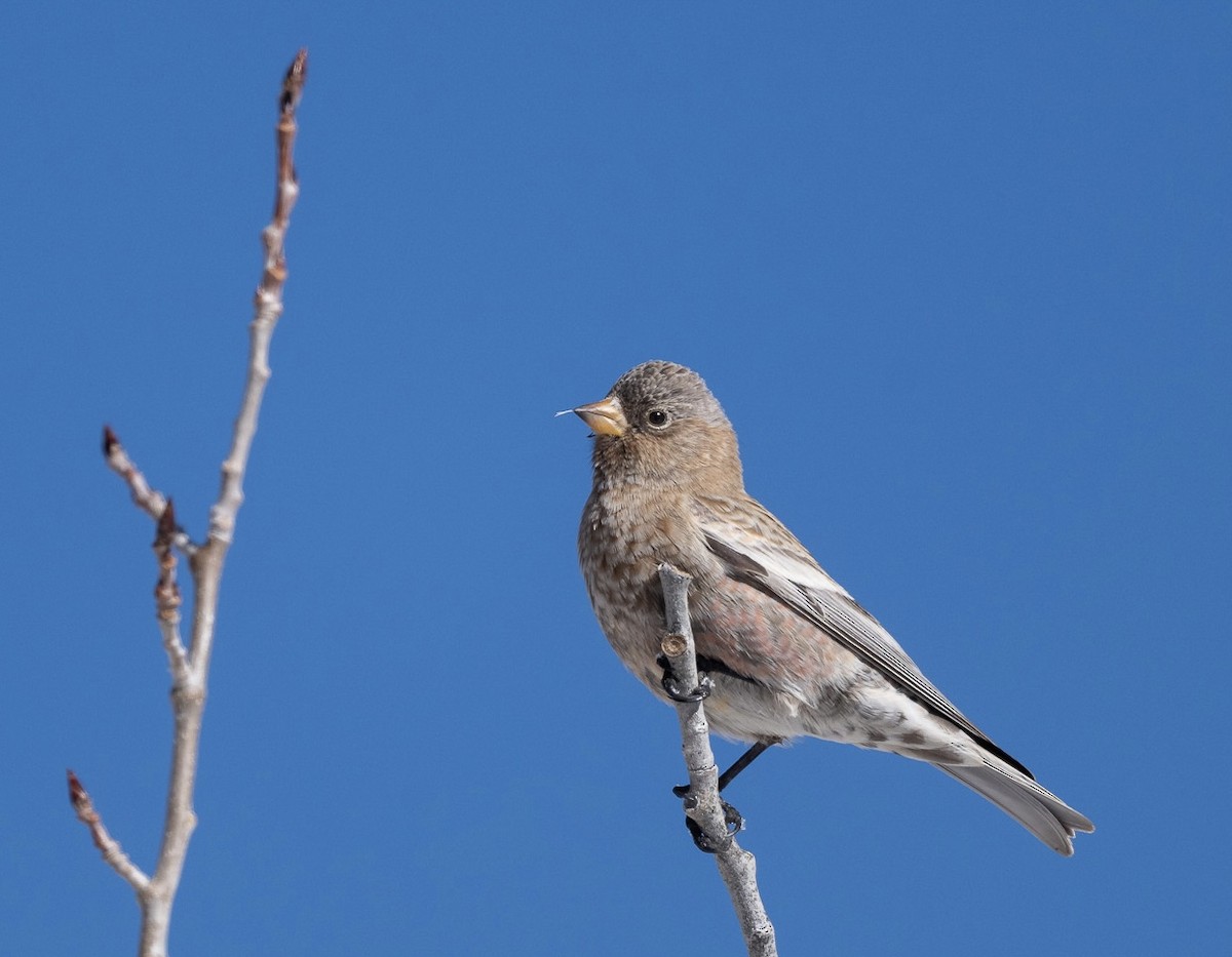 pěnkavice coloradská - ML645740511