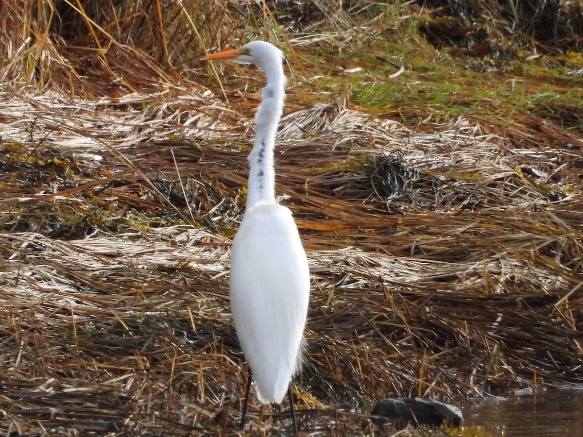 Great Egret - ML645740519