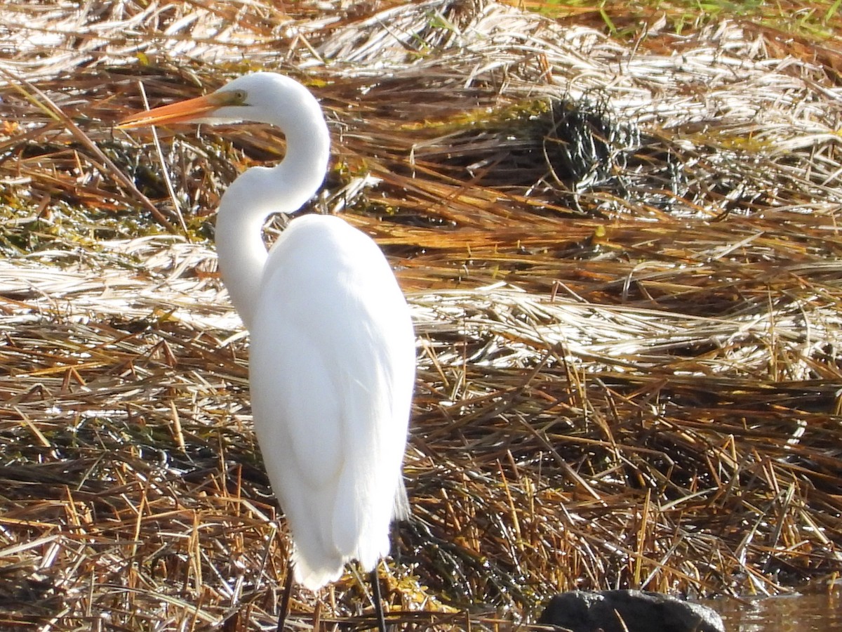 Great Egret - ML645740520