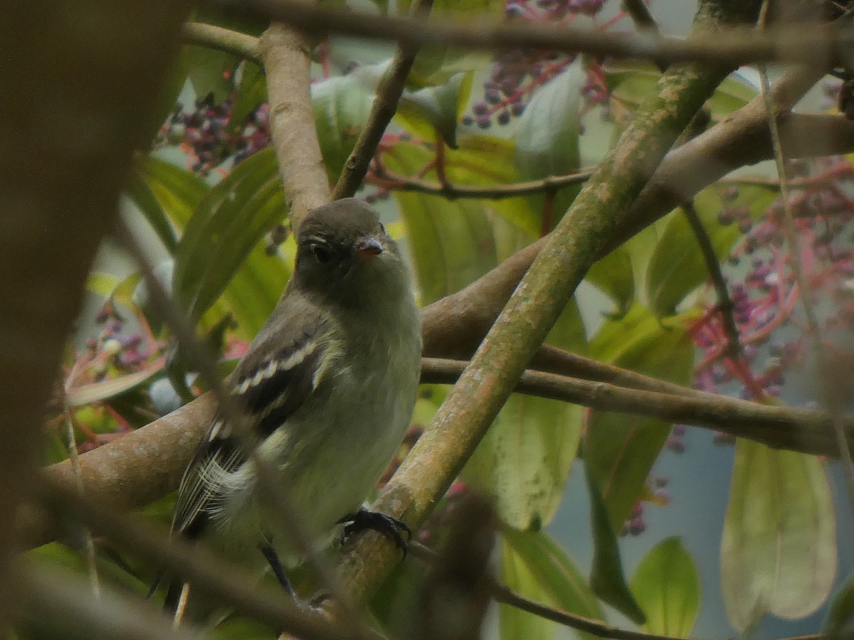 Mountain Elaenia - ML645740538