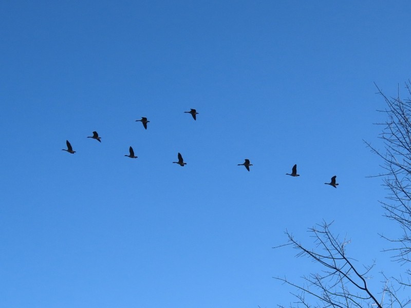 Canada Goose - ML645740547