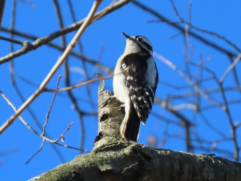 Downy Woodpecker - ML645740556