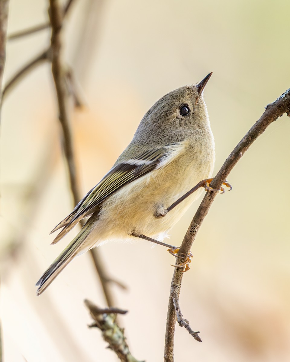 Ruby-crowned Kinglet - ML645740557