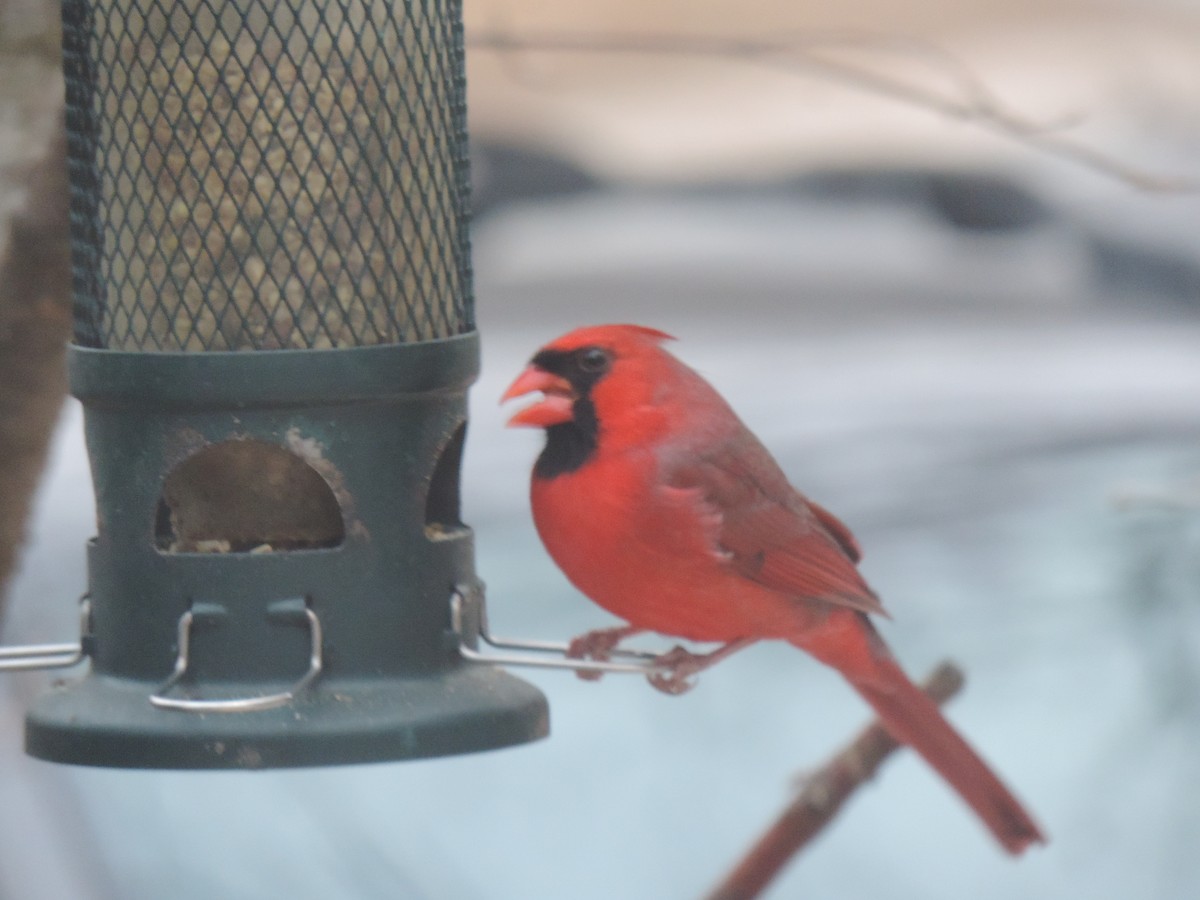 Northern Cardinal - ML645740565