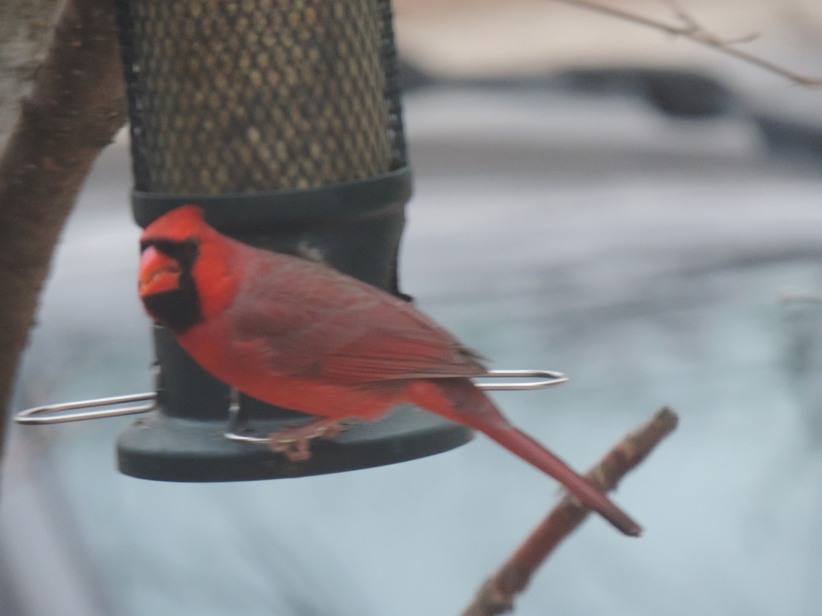 Northern Cardinal - ML645740566