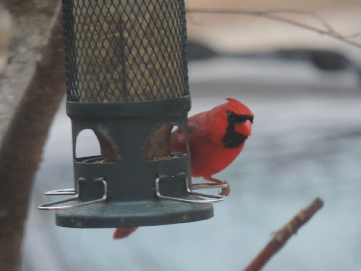 Northern Cardinal - ML645740568