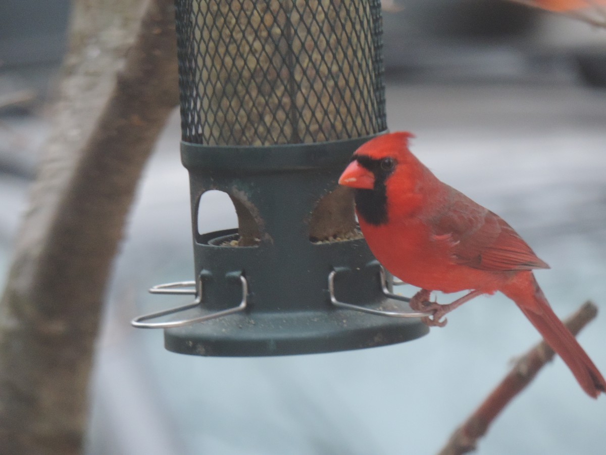 Northern Cardinal - ML645740569