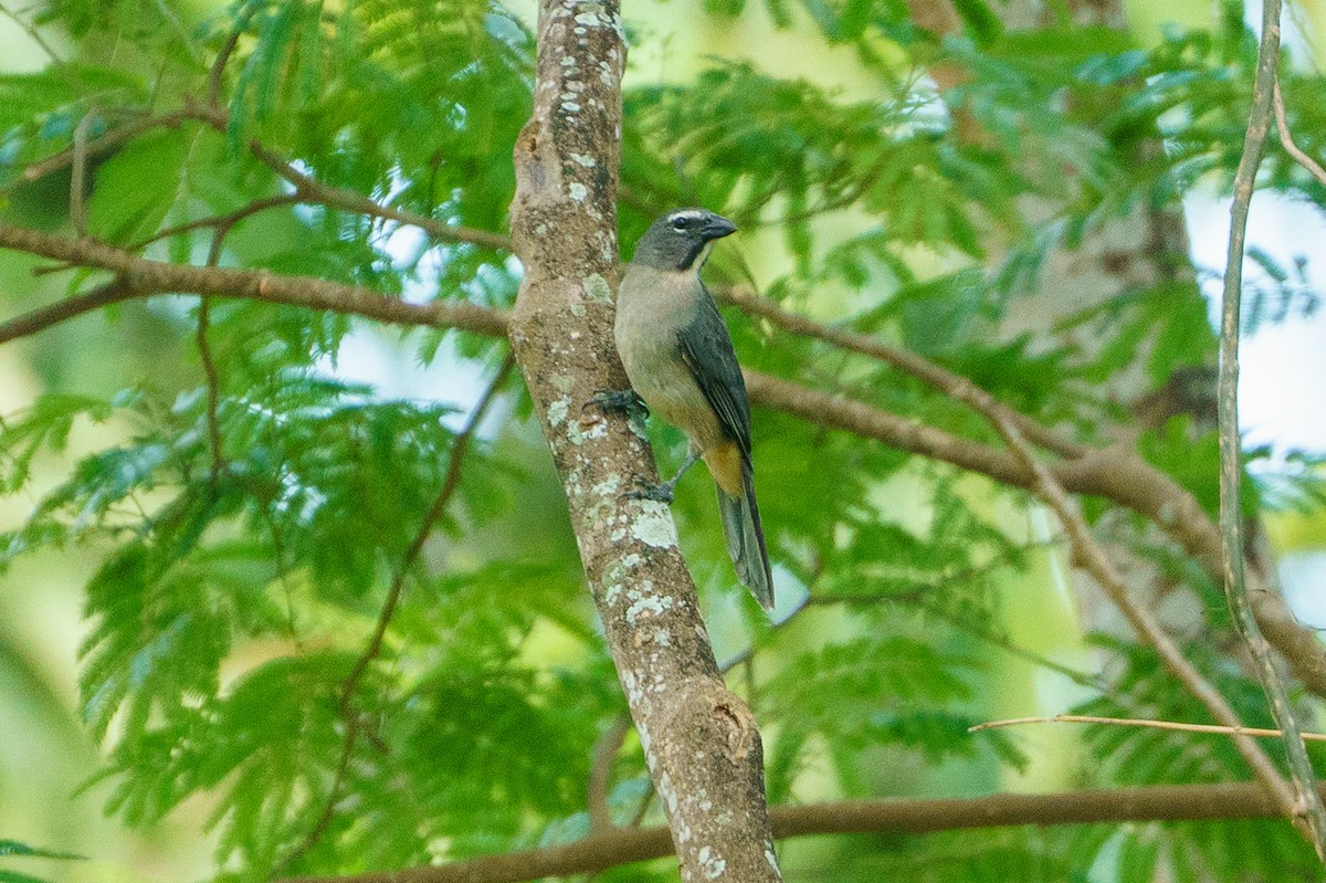 Olive-gray Saltator - ML645740570