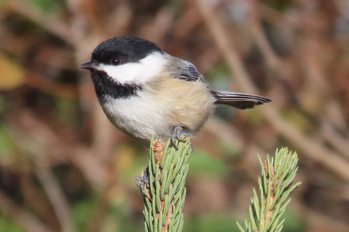 Black-capped Chickadee - ML645740571