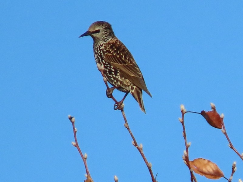 European Starling - ML645740574