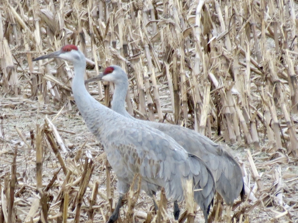 Sandhill Crane - ML645740576