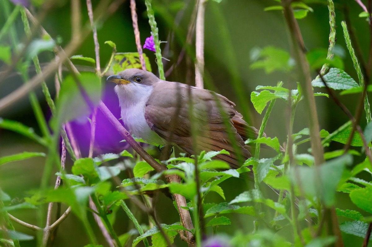 Yellow-billed Cuckoo - ML645740577