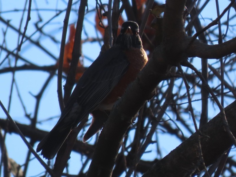 American Robin - ML645740578