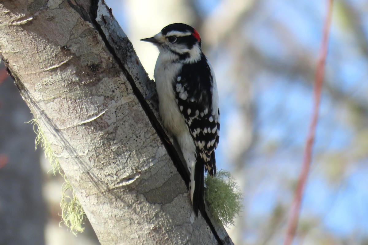 Downy Woodpecker - ML645740581