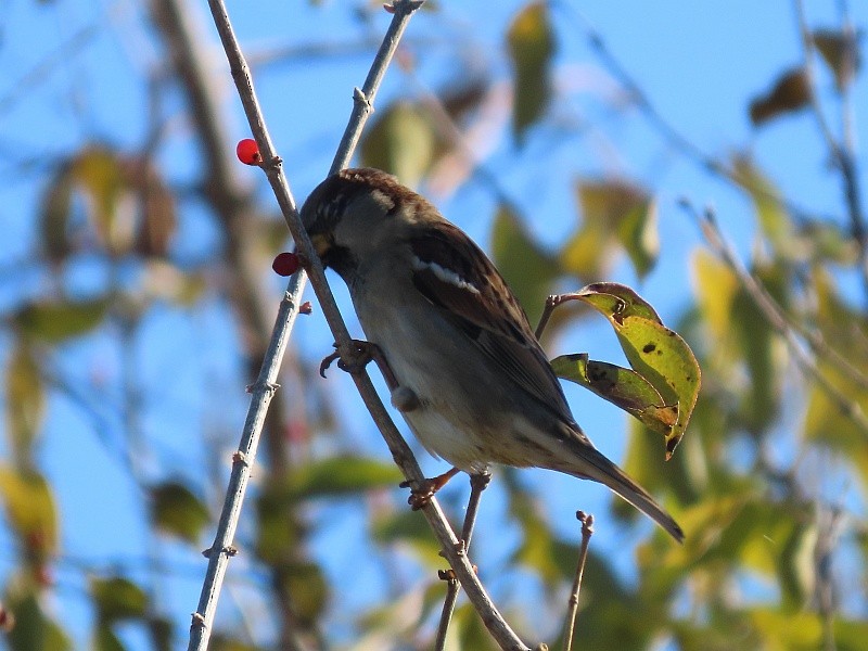 House Sparrow - ML645740592