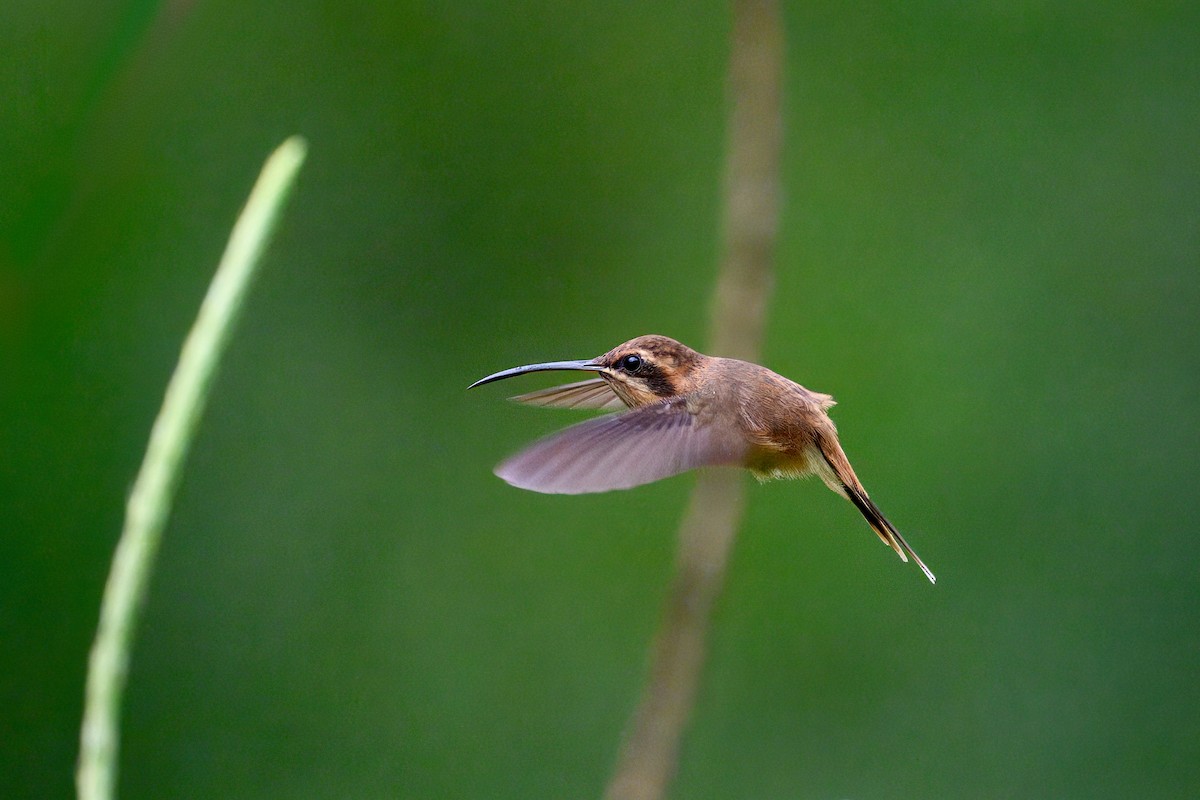 stripestrupeeremitt - ML645740595