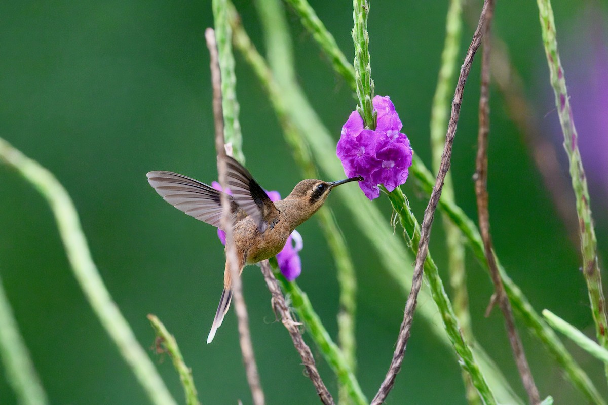 stripestrupeeremitt - ML645740596