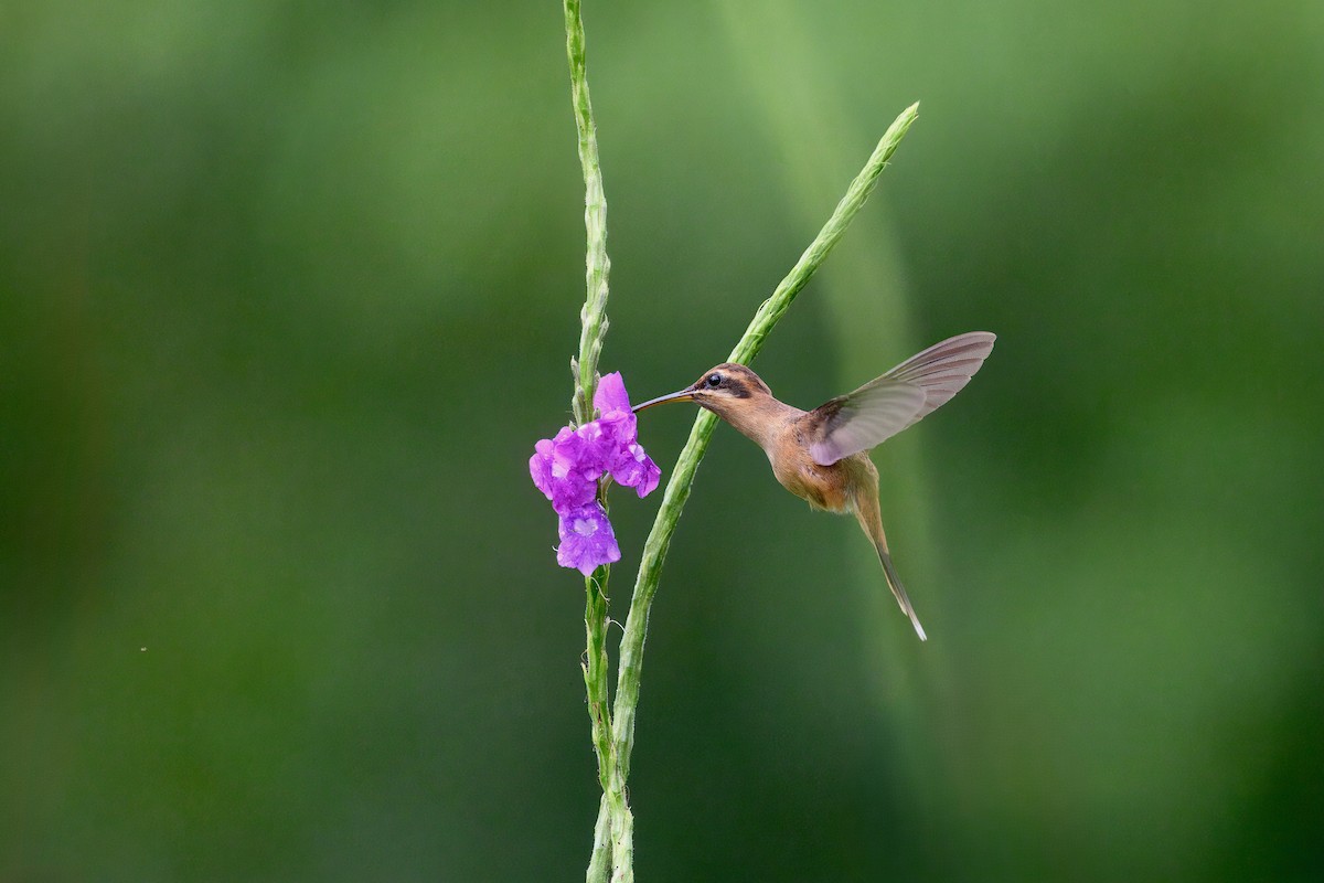 stripestrupeeremitt - ML645740597