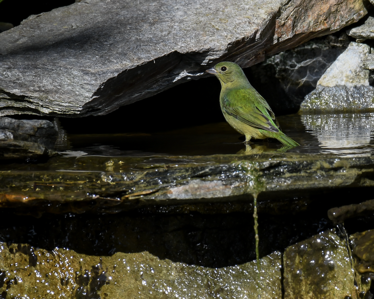 Painted Bunting - ML645740610